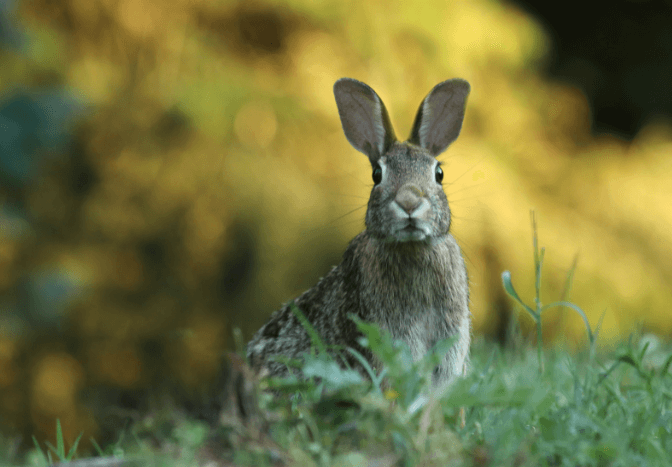 Are boar bristle brushes cruelty free?